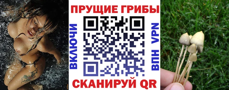 Галлюциногенные грибы Psilocybine cubensis  Камень-на-Оби 